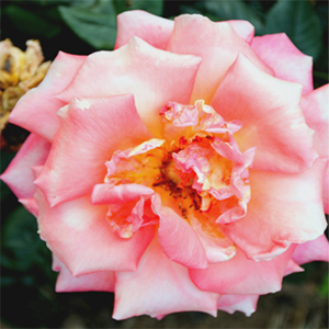 Travelling to Shillong on a Budget.