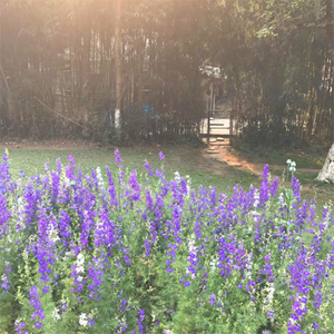 Travelling to Shillong on a Budget.