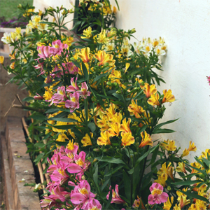 Travelling to Shillong on a Budget.