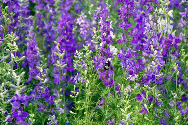 Travelling to Shillong on a Budget.