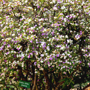 Travelling to Shillong on a Budget.