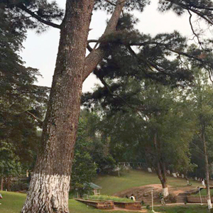 Travelling to Shillong on a Budget.