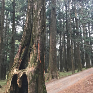 Travelling to Shillong on a Budget.